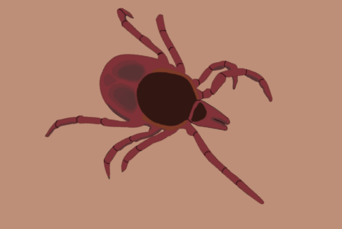 Lyme Disease