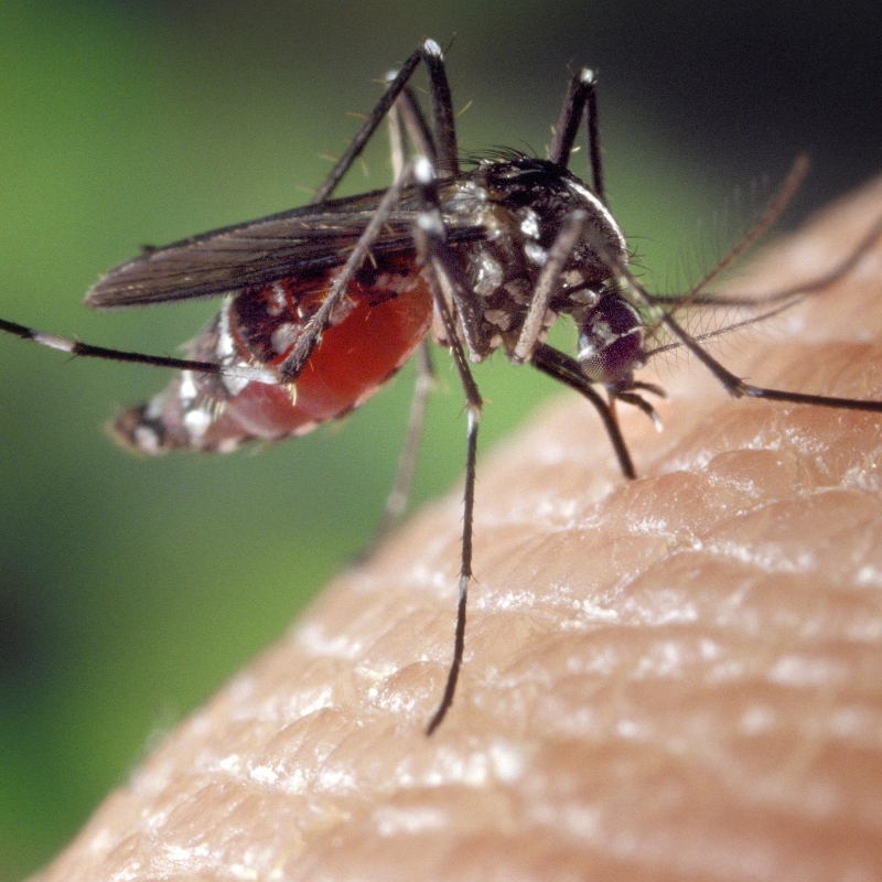 Mosquito-borne diseases: Where am I at risk?