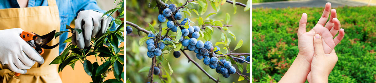 Gardening with protective gloves; the fruits of a blackthorn tree; Plant thorn arthritis pain